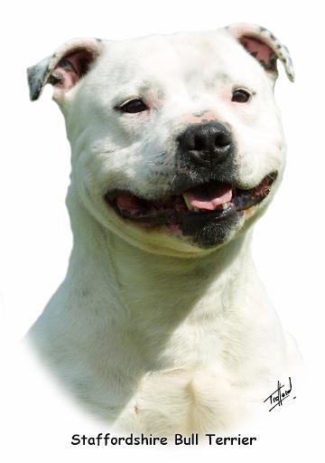 Staffie 9F47D-03.jpg